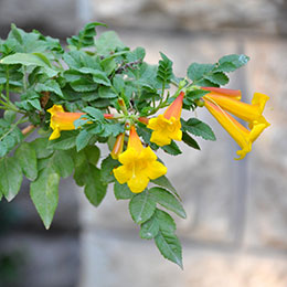 Campsis radicans Yellow trumpet